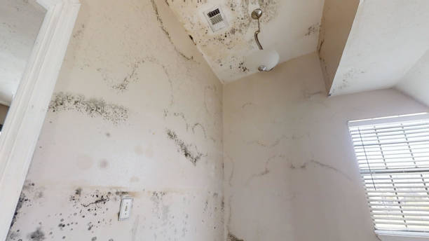 Mold Remediation for Vacation Homes in Highlands, TX