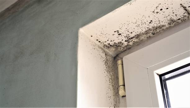 Trusted Highlands, TX Mold Removal Experts
