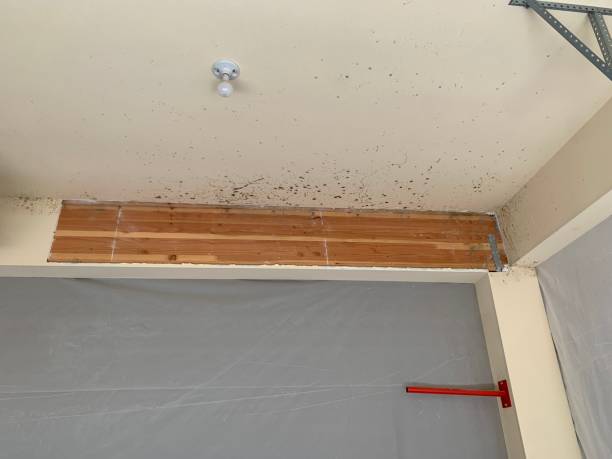 Best HVAC Mold Inspection and Cleaning  in Highlands, TX