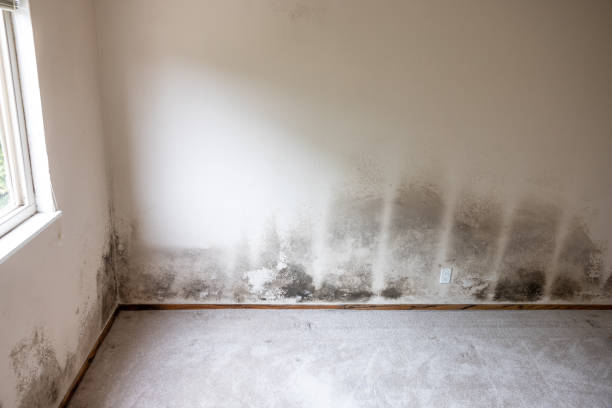Best Crawl Space Mold Remediation  in Highlands, TX